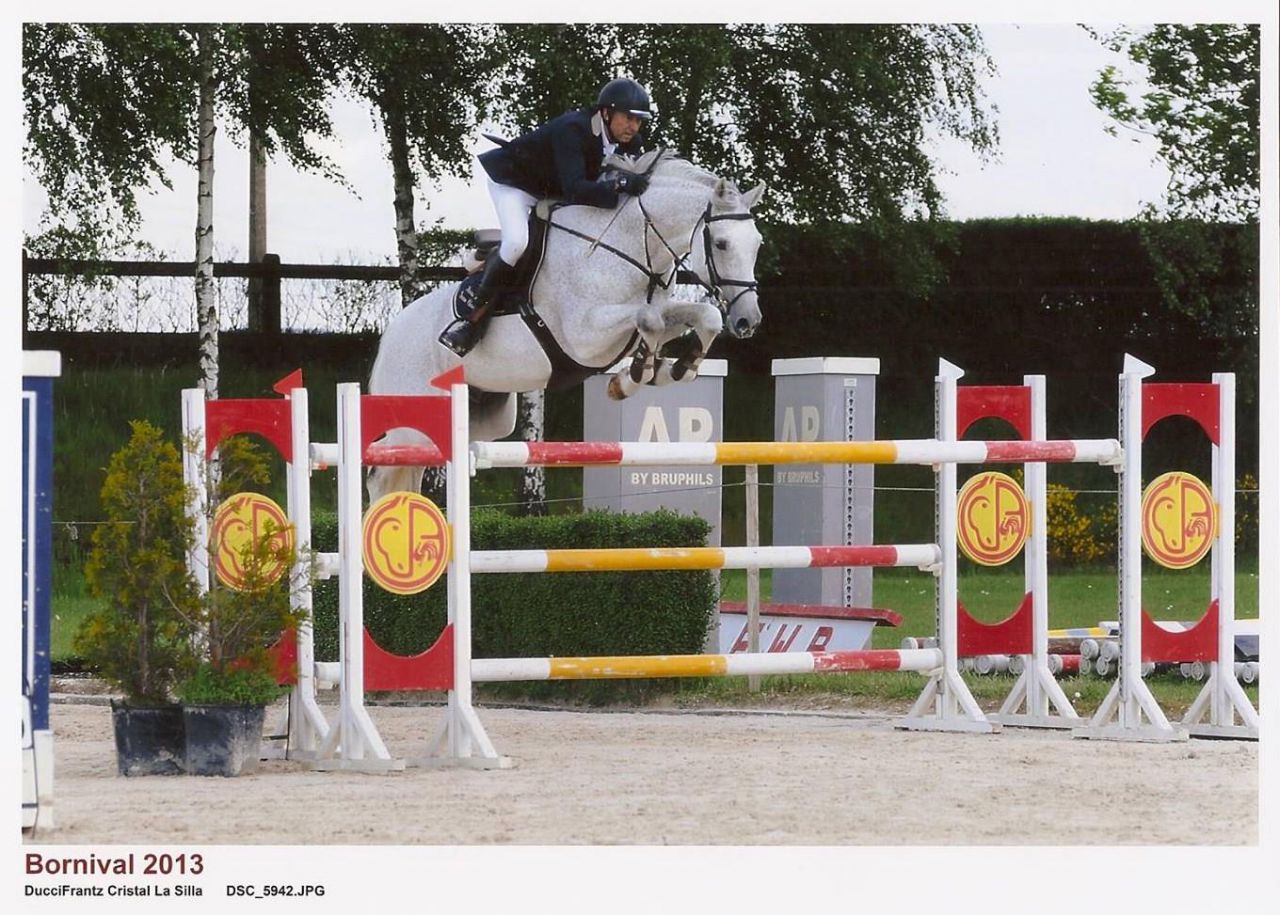 CRISTAL LA SILLA, étalon disponible en monte en main.