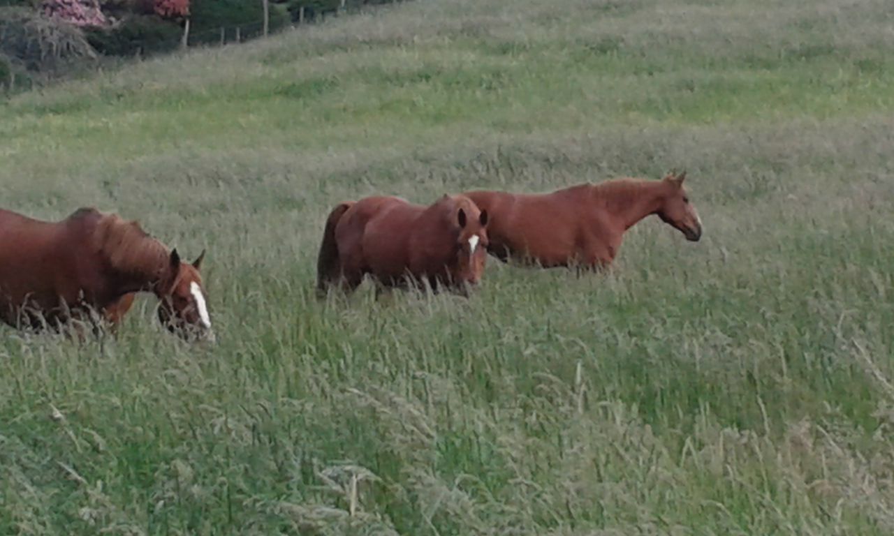 ECURIE DES HAUTS DE CORNAVAN