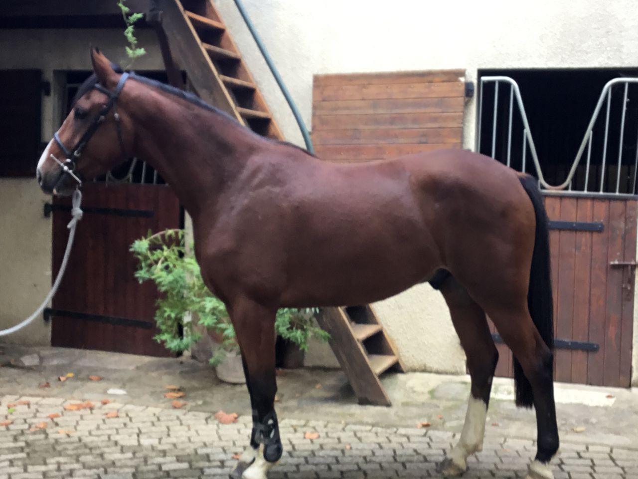 ECURIE DES HAUTS DE CORNAVAN