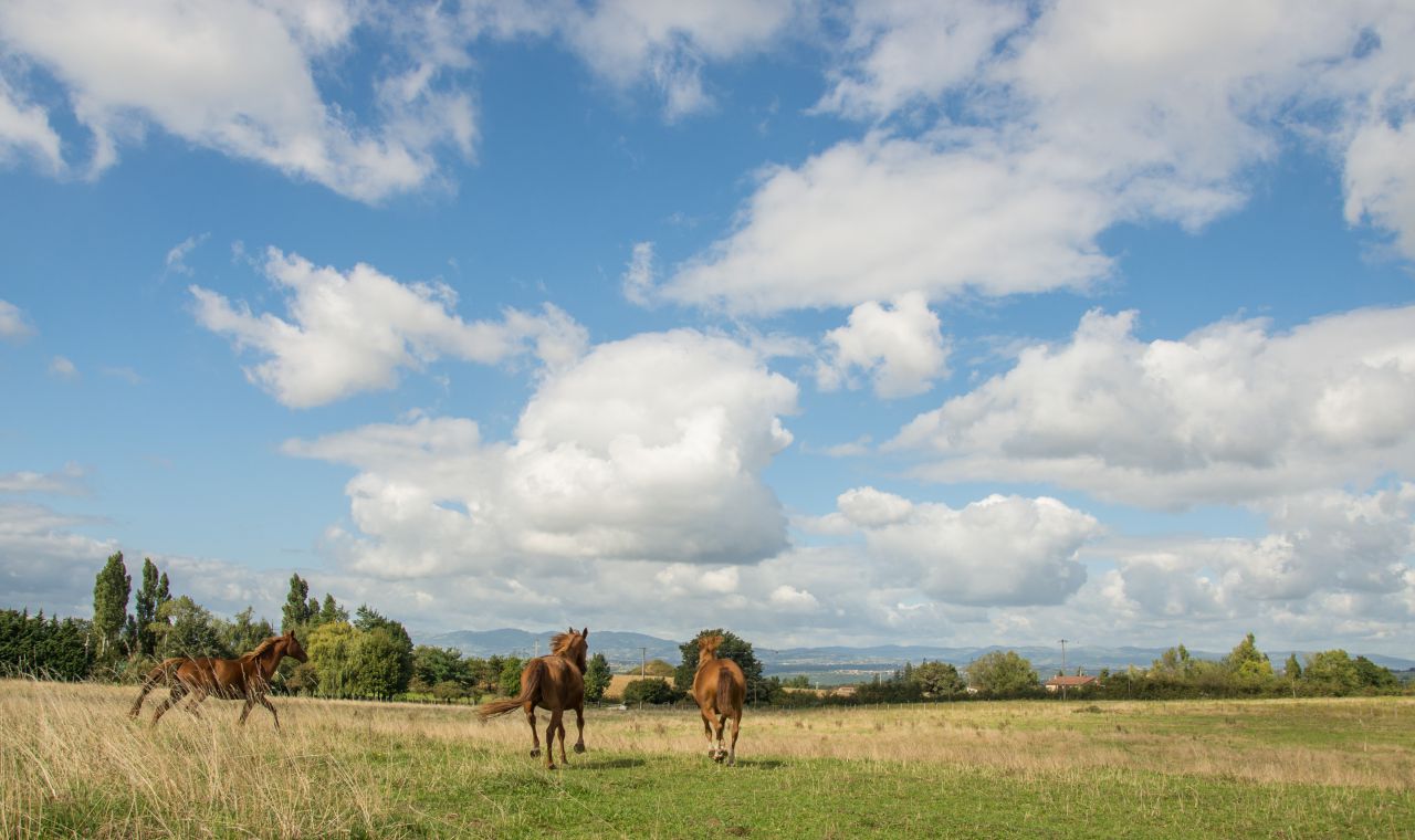 ECURIE DES HAUTS DE CORNAVAN