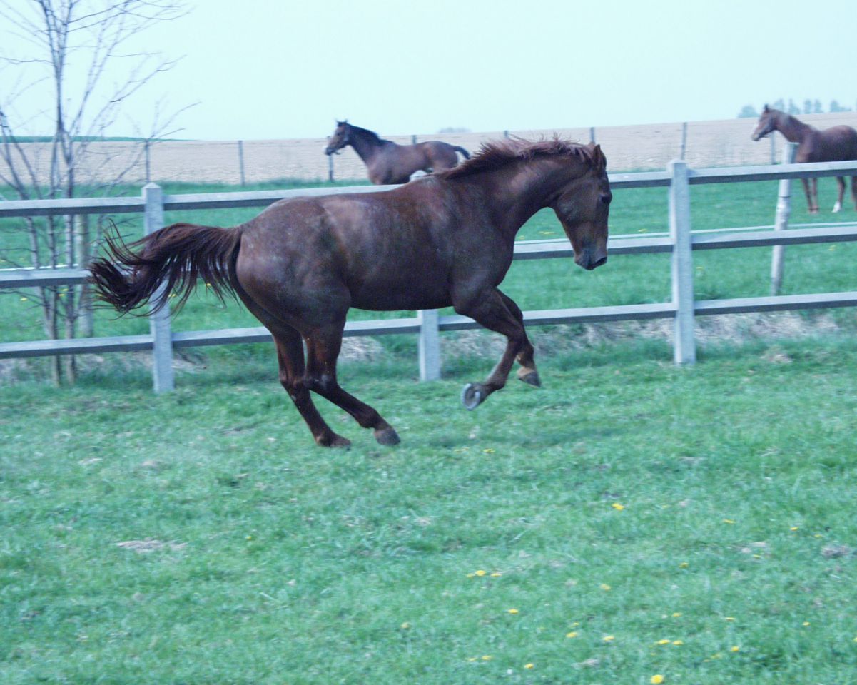 ECURIE DES HAUTS DE CORNAVAN