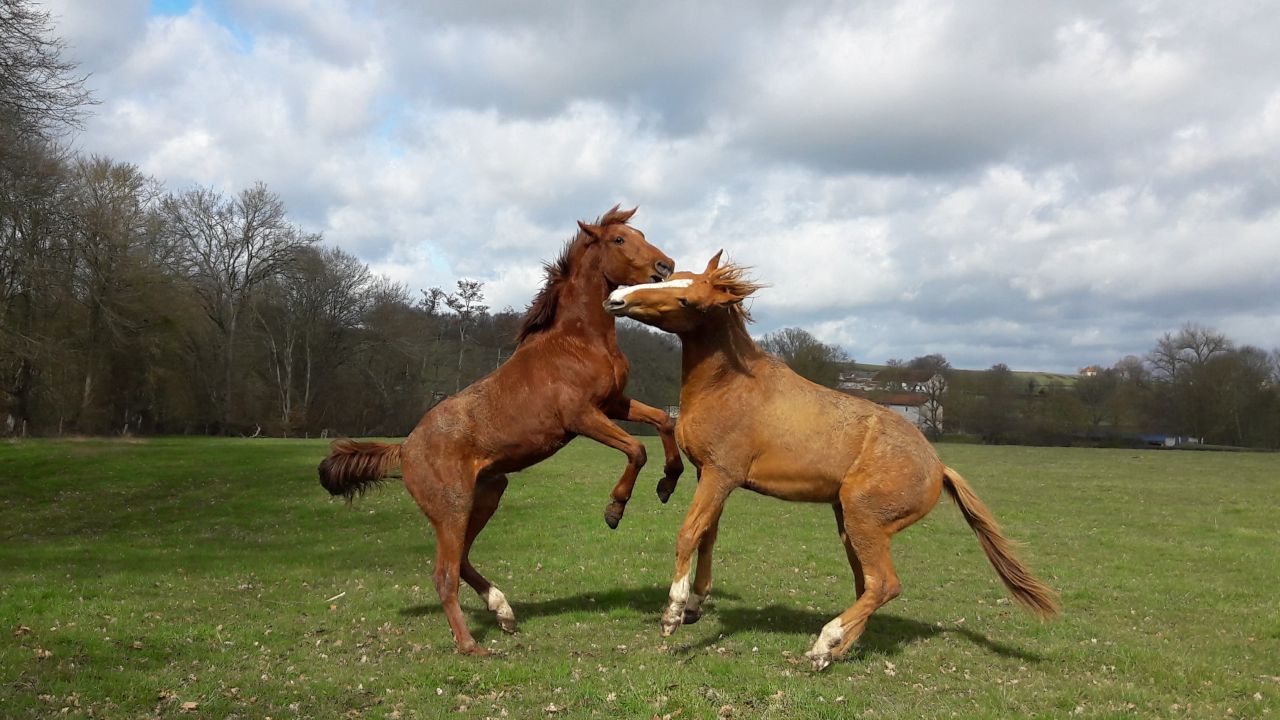 ECURIE DES HAUTS DE CORNAVAN