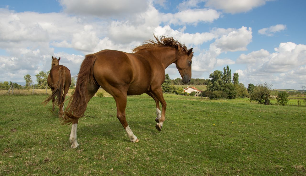 ECURIE DES HAUTS DE CORNAVAN