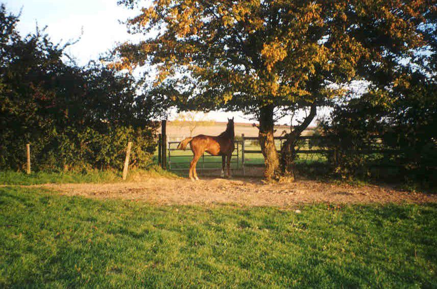 ECURIE DES HAUTS DE CORNAVAN