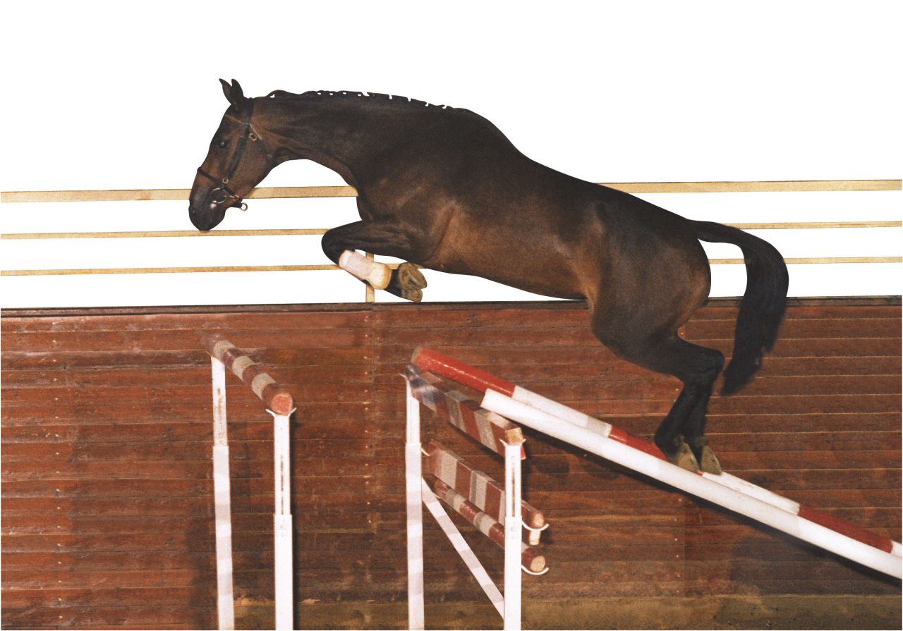 ECURIE DES HAUTS DE CORNAVAN