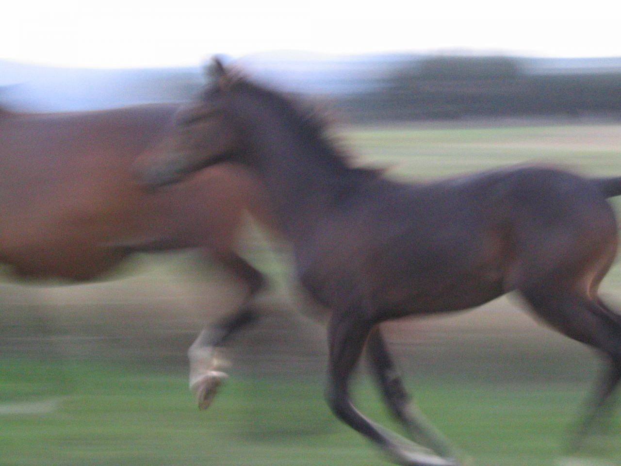 ECURIE DES HAUTS DE CORNAVAN