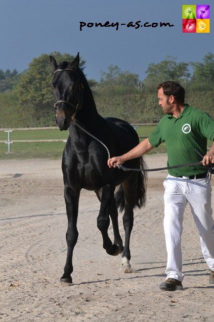 JOYSTICK DES MARRONNIERS (BEL)