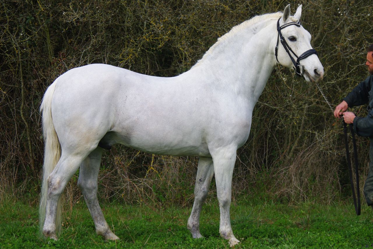 UN GRAND PERFORMER : JACKSON ST HYMER