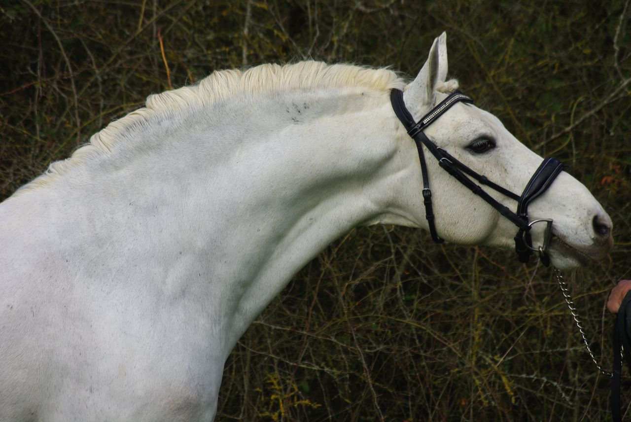 UN GRAND PERFORMER : JACKSON ST HYMER