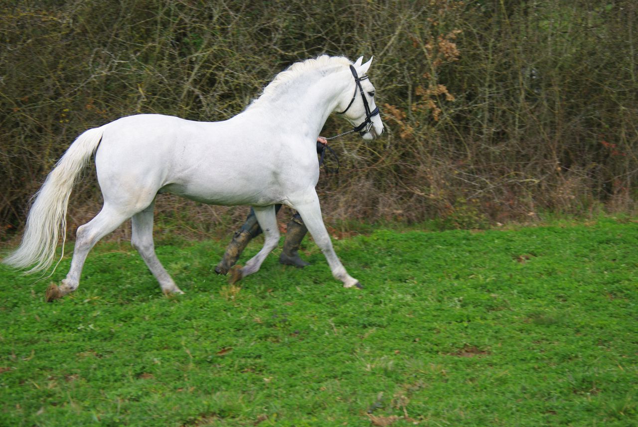 UN GRAND PERFORMER : JACKSON ST HYMER
