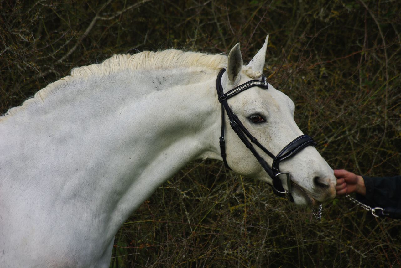 UN GRAND PERFORMER : JACKSON ST HYMER