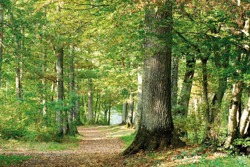 balade randonnée à cheval 