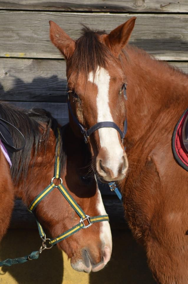 balade randonnée à cheval 