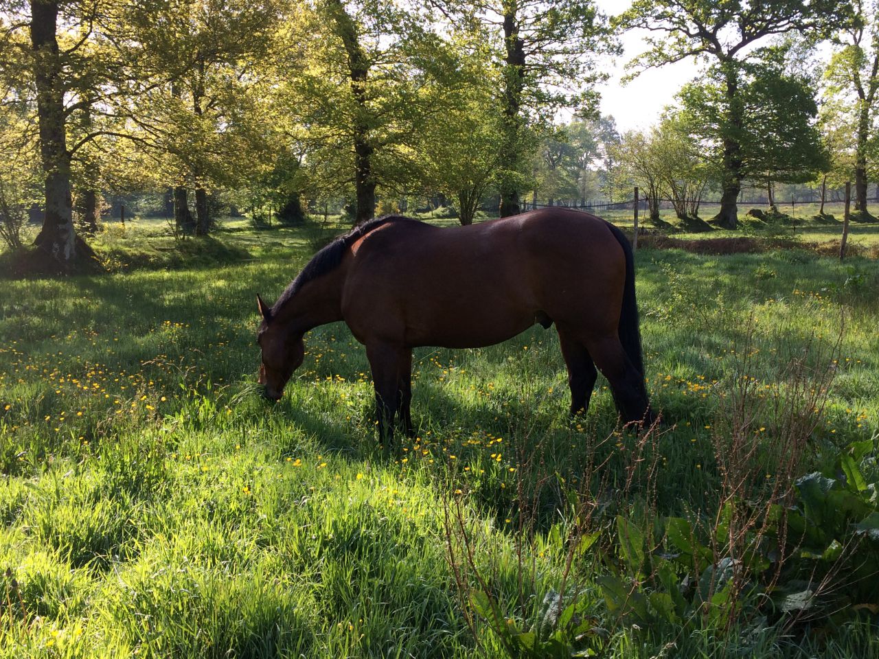 Pension Pré/Box, manège 