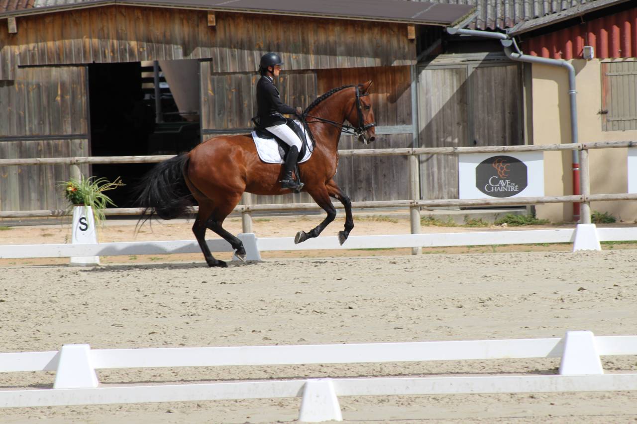 Formation en apprentissage : Animateur d'équitation 