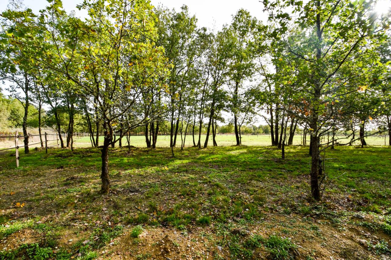 Pension chevaux 100% pré