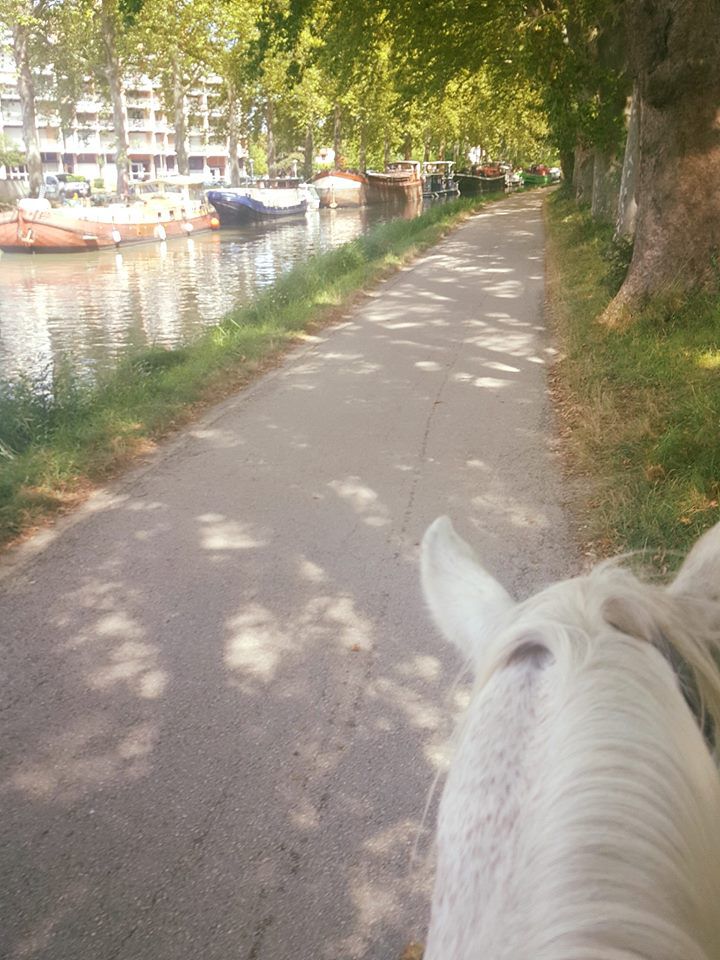 Pension chevaux - Ecuries de Cinquante (31)