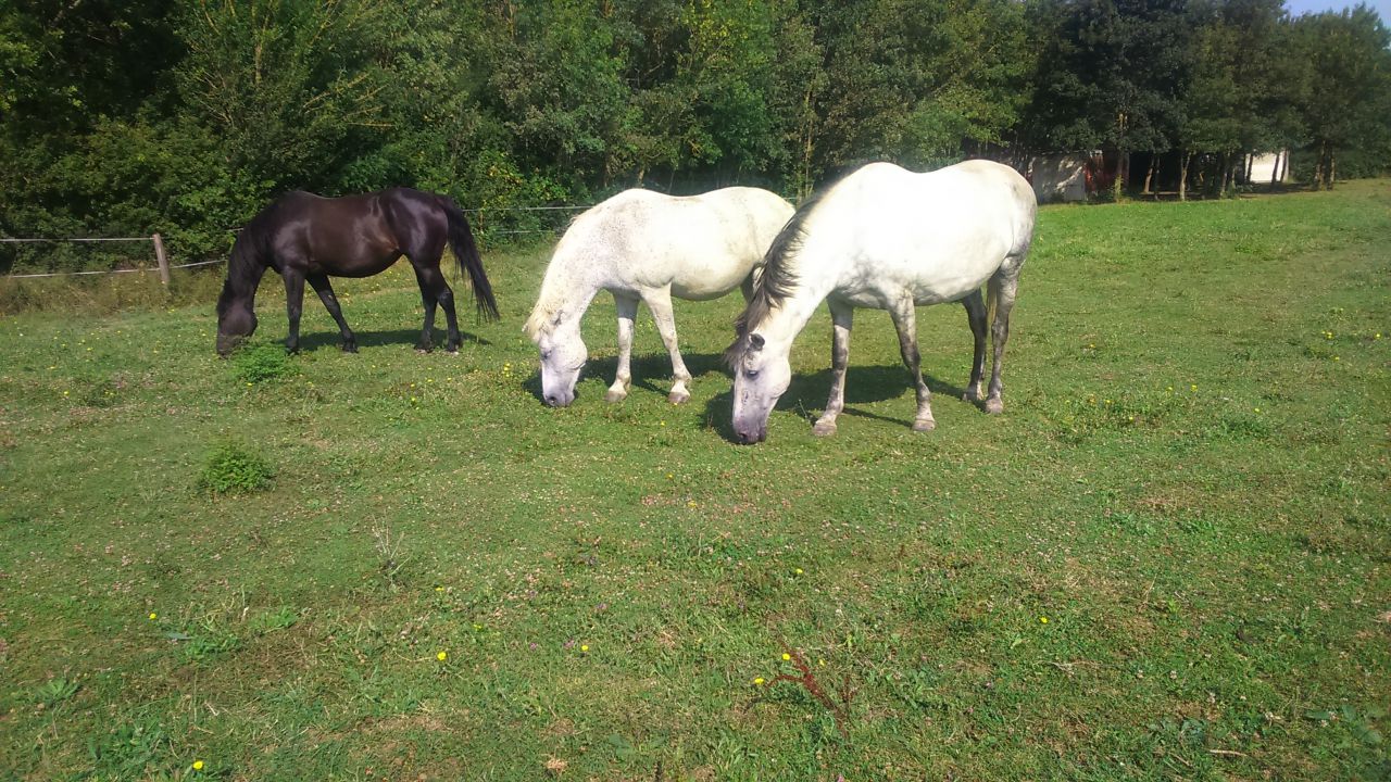 Pension chevaux - Ecuries de Cinquante (31)