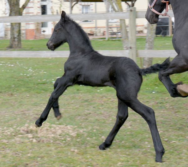  Centre insémination - Poulinage