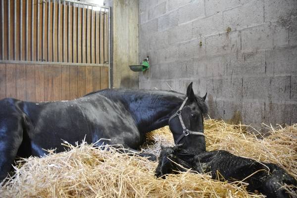  Centre insémination - Poulinage