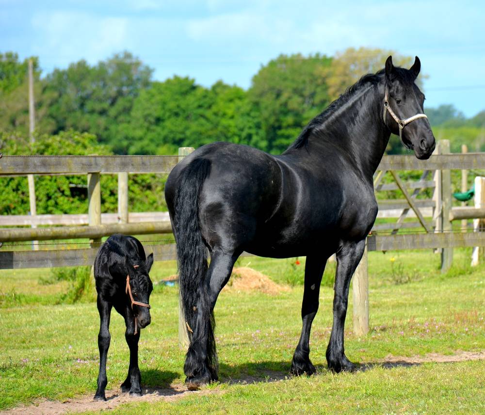  Centre insémination - Poulinage