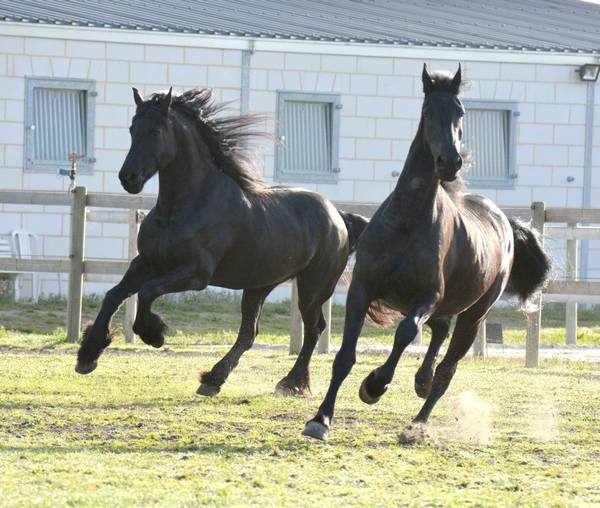  Centre insémination - Poulinage