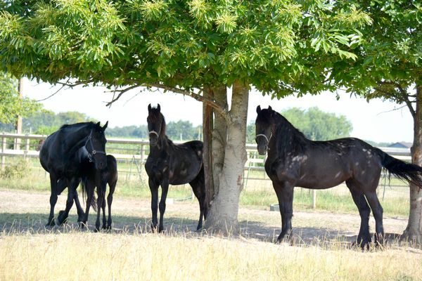 Ecurie de propriétaires Haras du Graffard