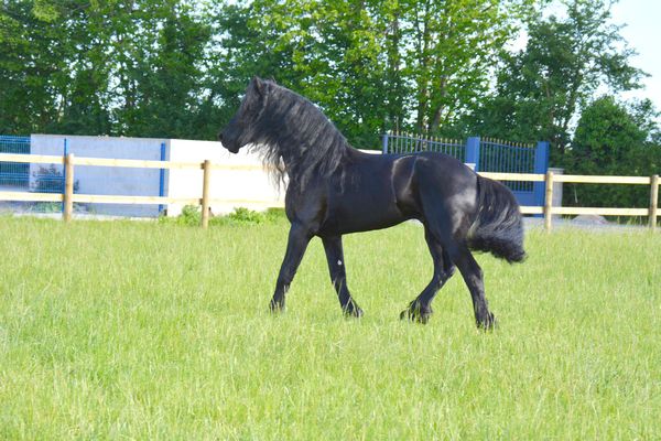 Ecurie de propriétaires Haras du Graffard