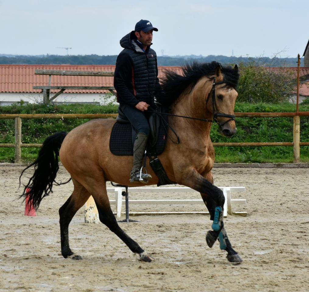 IMPERADOR Etalon Lusitanien Isabelle