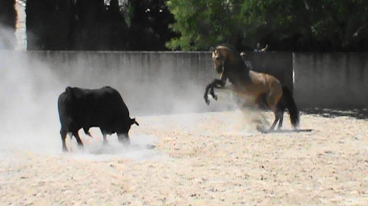 IMPERADOR Etalon Lusitanien Isabelle