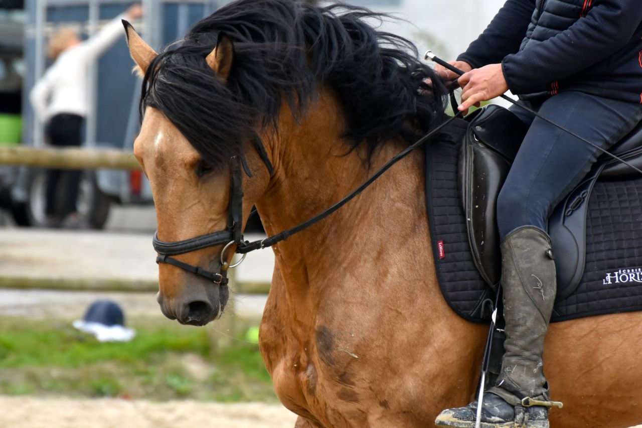 IMPERADOR Etalon Lusitanien Isabelle