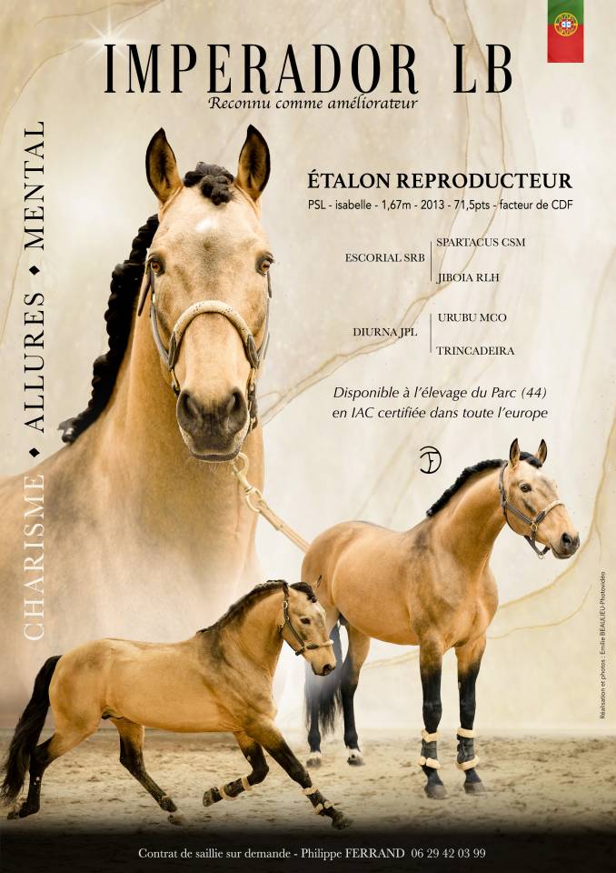 IMPERADOR Etalon Lusitanien Isabelle