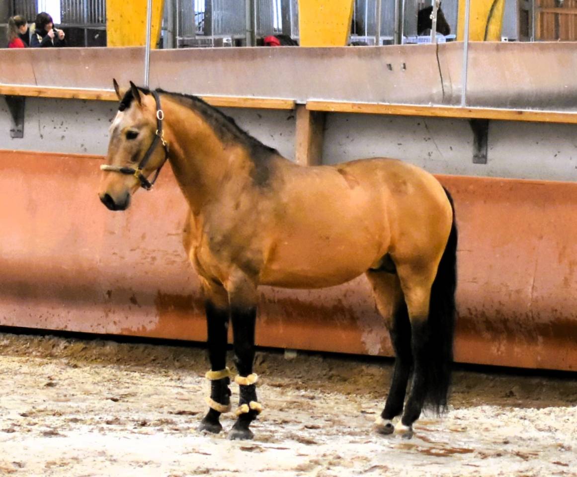 IMPERADOR Etalon Lusitanien Isabelle