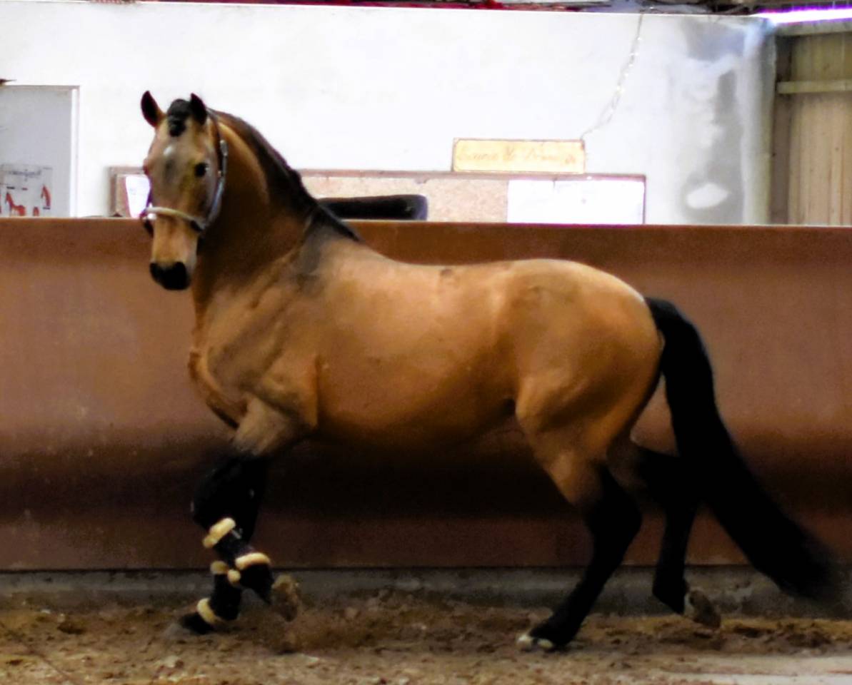 IMPERADOR Etalon Lusitanien Isabelle