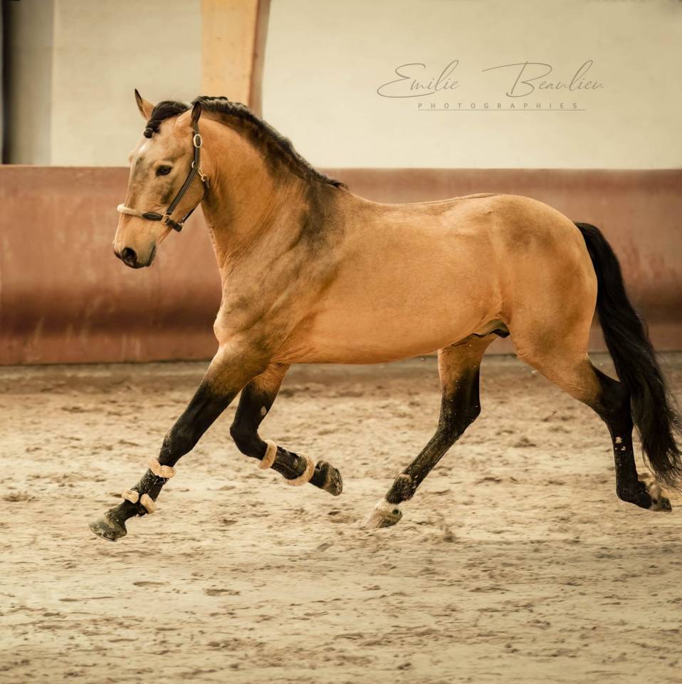 IMPERADOR Etalon Lusitanien Isabelle