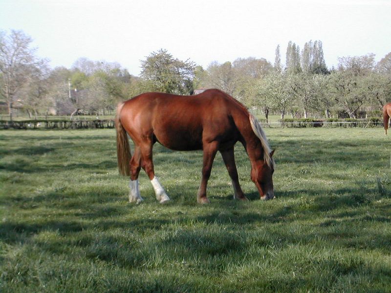 Maison de retraite et de convalescence pour &eacute;quid&eacute;s