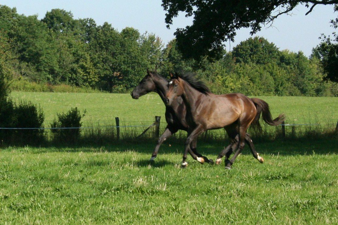 Maison de retraite et de convalescence pour &eacute;quid&eacute;s