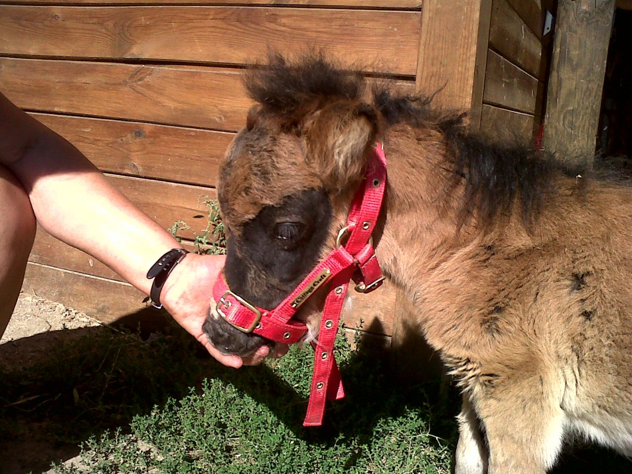 Maison de retraite et de convalescence pour &eacute;quid&eacute;s