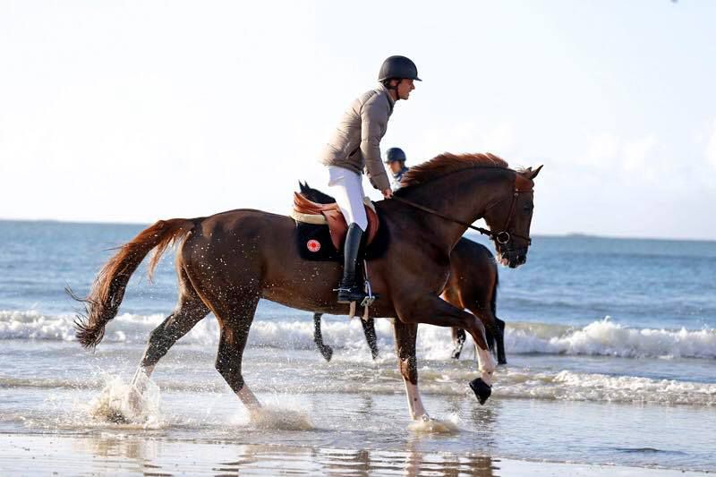 Quabri de l'Isle - SF - Alezan - 170cm