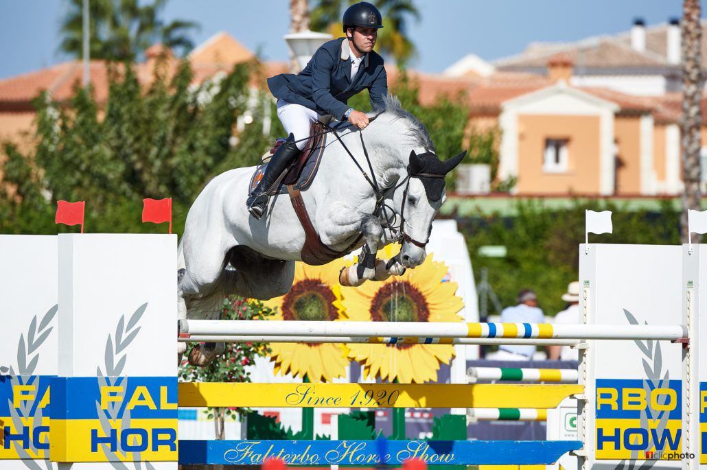 Vingino - KWPN - Gris - 172cm