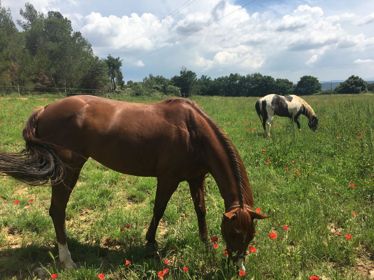 Belle structure pour chevaux 