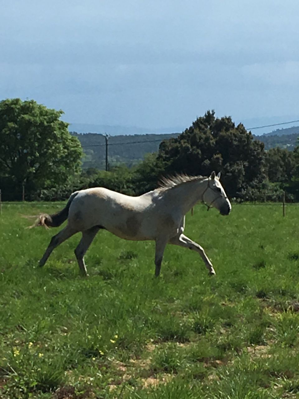 Belle structure pour chevaux 