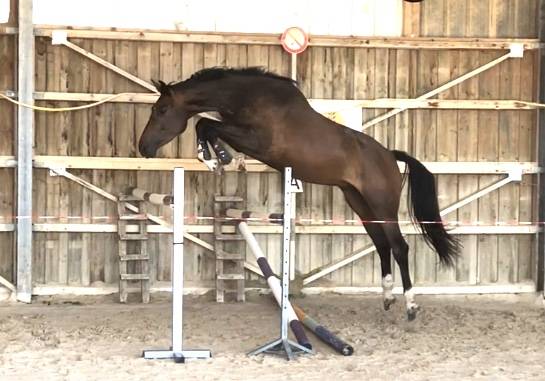 Elevage de Chevaux Selle Français foals à 4 ans