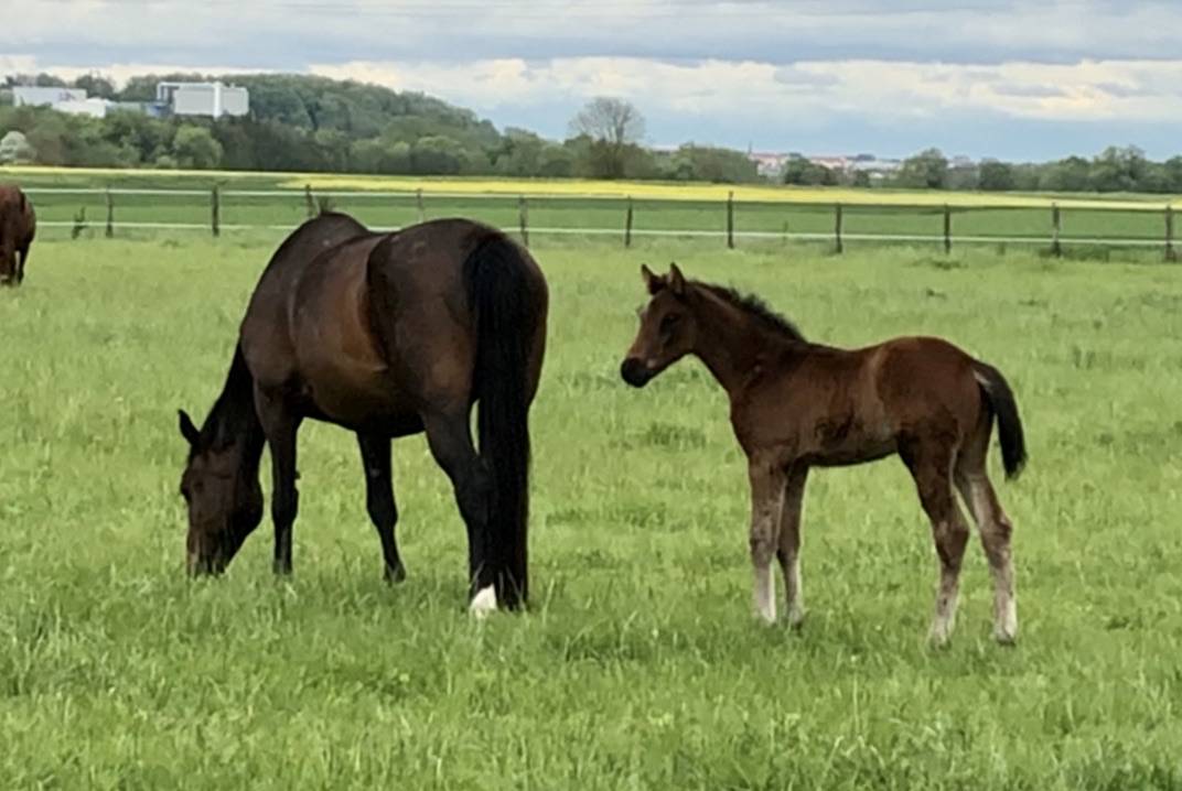 Elevage de Chevaux Selle Français foals à 4 ans