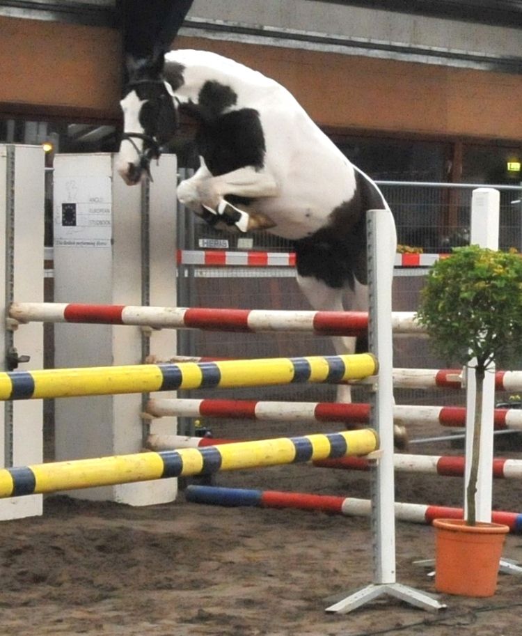 Etalons agréés Frisons et Barock Pinto en IA 2025