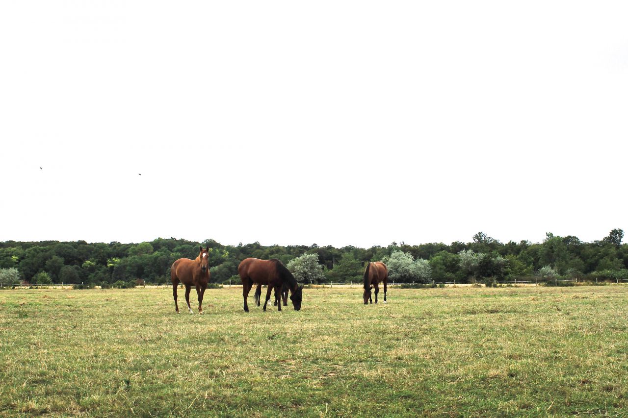 Le Haras D' Usta &eacute;curie de propri&eacute;taires