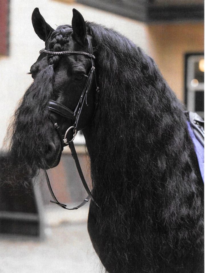 Sellerie du Graffard : Produits de soins - Equipements