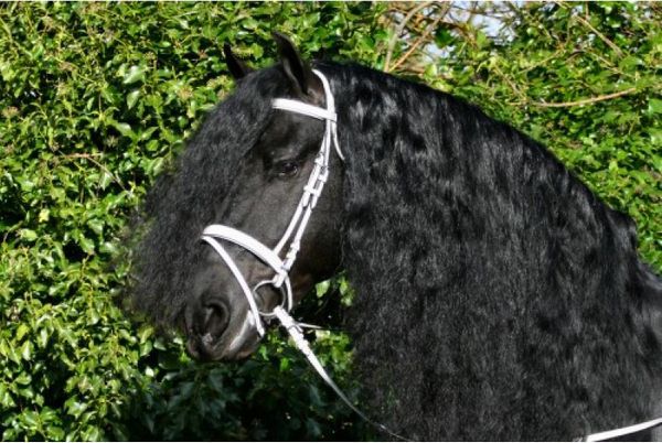 Sellerie du Graffard : Produits de soins - Equipements