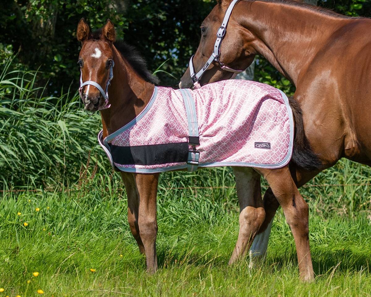 Sellerie du Graffard : Produits de soins - Equipements