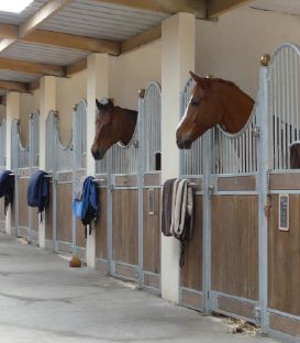 pension dans nouvelle écurie tout confort